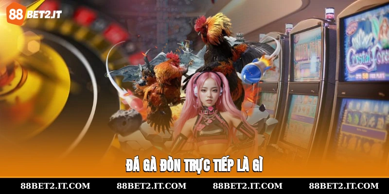 Đá gà đòn trực tiếp là gì?